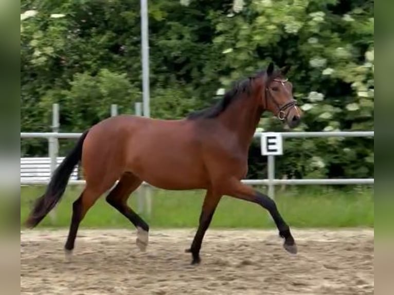 Oldenburg Castrone 3 Anni 174 cm Baio in Bassum