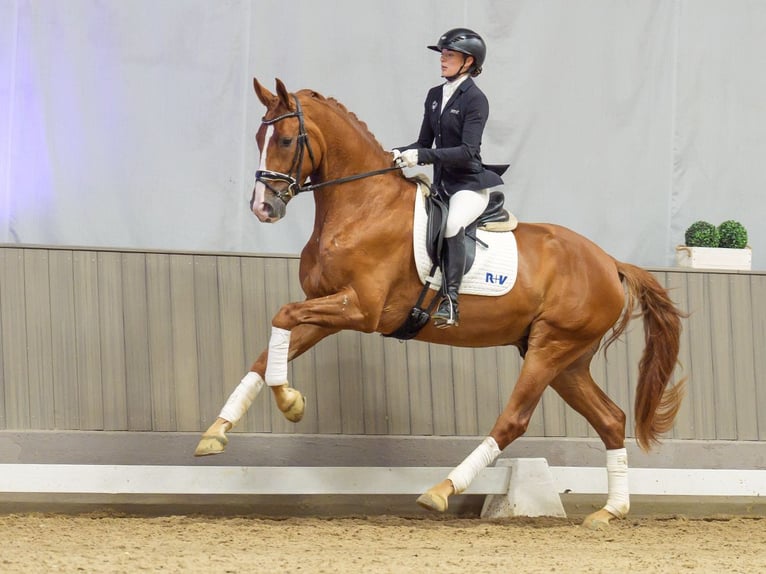 Oldenburg Castrone 3 Anni 174 cm Sauro in Mnster-Handorf