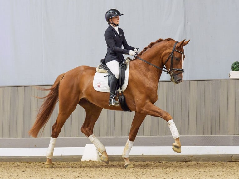 Oldenburg Castrone 3 Anni 174 cm Sauro in Mnster-Handorf