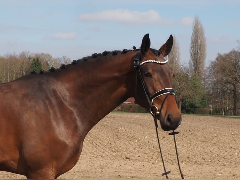 Oldenburg Castrone 3 Anni Baio in Bramsche