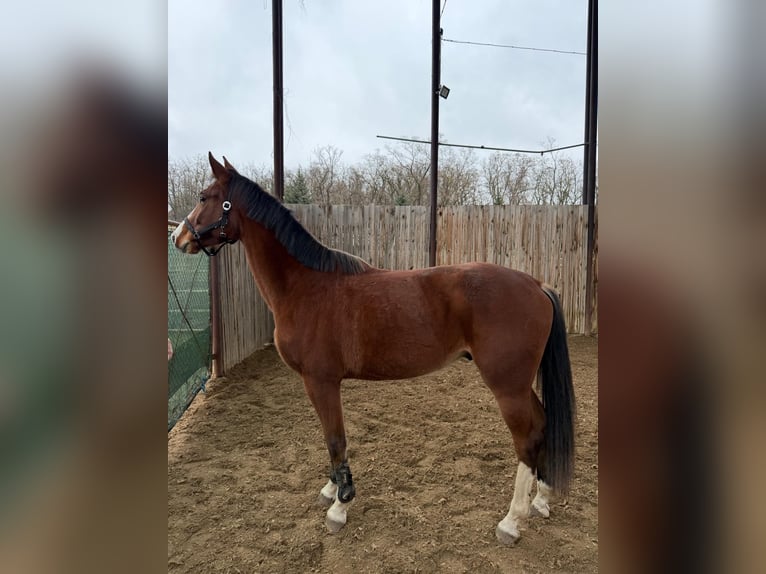 Oldenburg Castrone 3 Anni Baio chiaro in &#x10C;ej&#x10D;