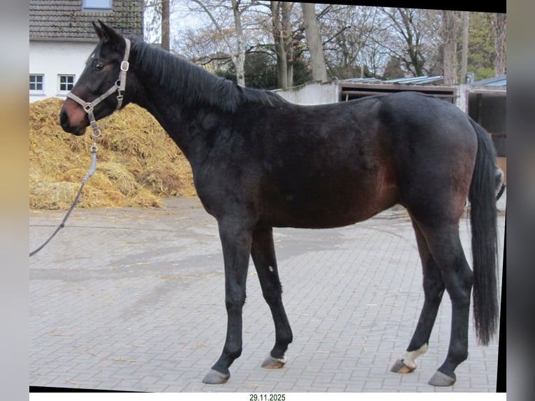 Oldenburg Castrone 3 Anni Baio scuro in Dortmund