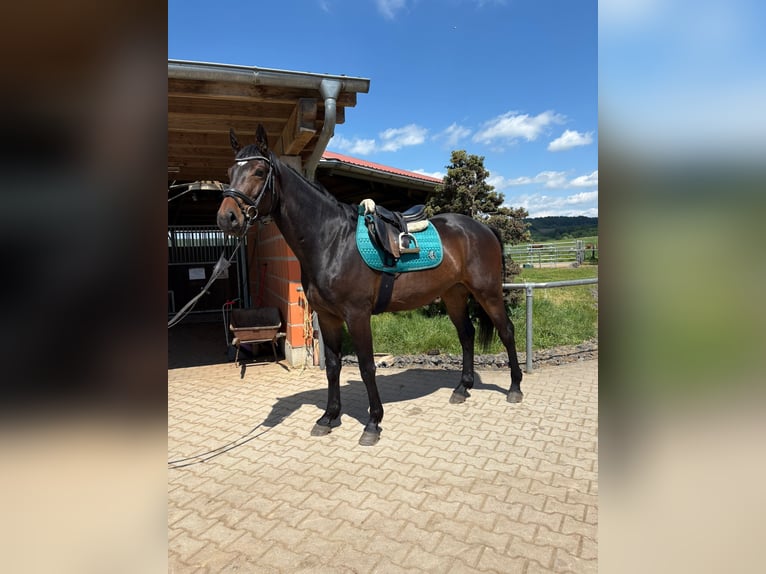 Oldenburg Castrone 3 Anni Baio scuro in Helferskirchen