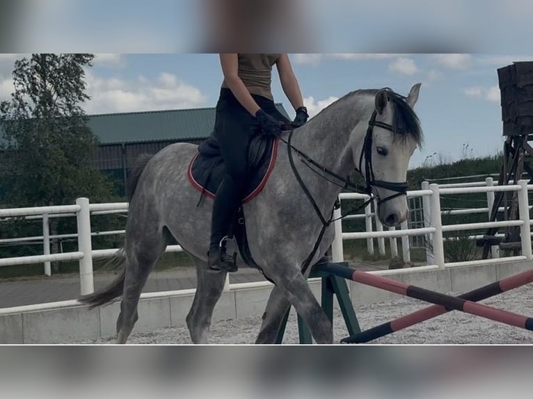 Oldenburg Castrone 4 Anni 160 cm Grigio in Staven