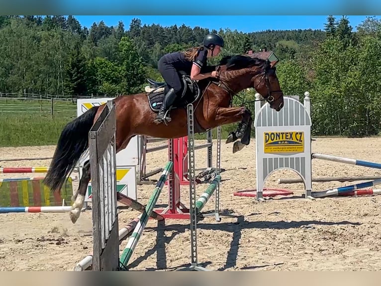 Oldenburg Castrone 4 Anni 161 cm Baio in Tyn nad Vltavou