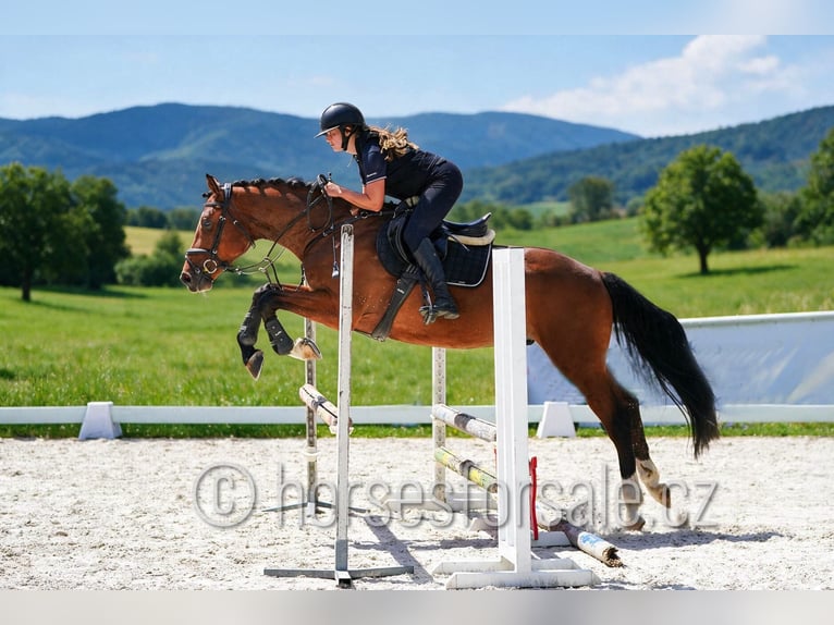 Oldenburg Castrone 4 Anni 162 cm Baio in Tyn nad Vltavou
