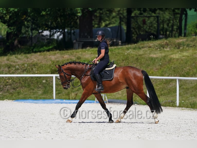 Oldenburg Castrone 4 Anni 162 cm Baio in Tyn nad Vltavou