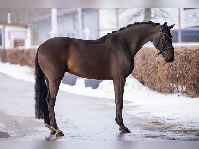 Oldenburg Castrone 4 Anni 162 cm Baio scuro in Wehringen