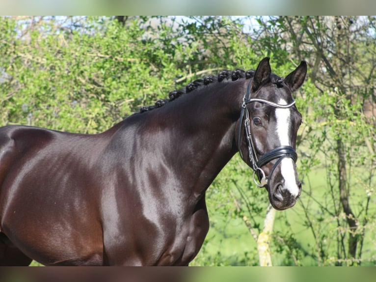 Oldenburg Castrone 4 Anni 162 cm Morello in Weiterstadt