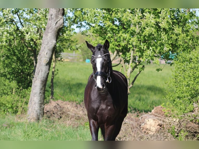 Oldenburg Castrone 4 Anni 162 cm Morello in Weiterstadt