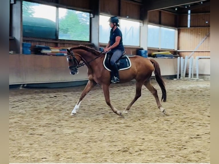 Oldenburg Castrone 4 Anni 162 cm Sauro in FuldatalFuldatal