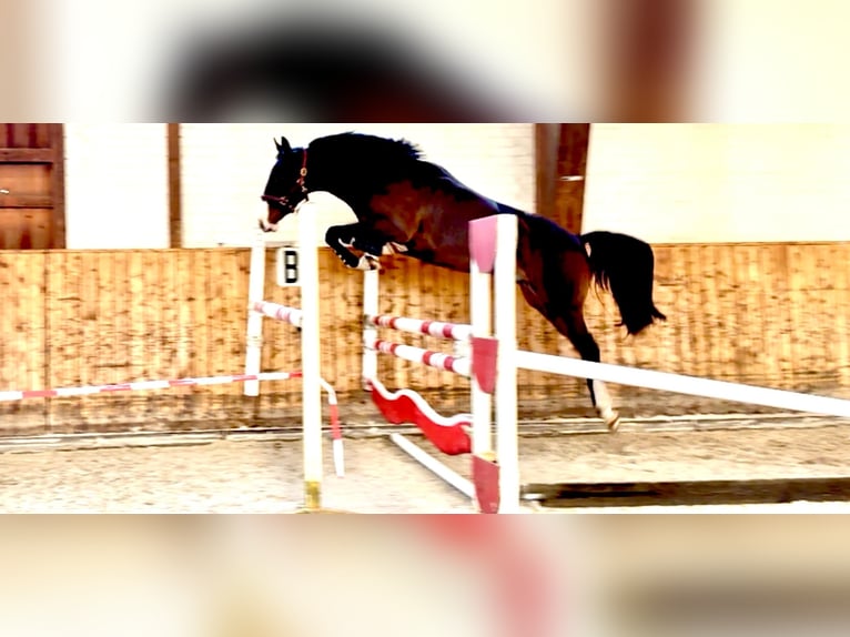 Oldenburg Castrone 4 Anni 163 cm Baio in Celle