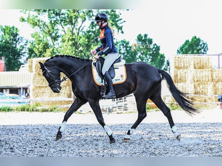 Oldenburg Castrone 4 Anni 163 cm Morello in Renesse