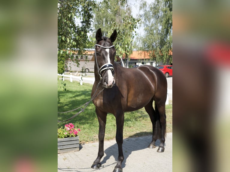 Oldenburg Castrone 4 Anni 163 cm Morello in Groß Kreutz