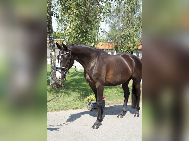 Oldenburg Castrone 4 Anni 163 cm Morello in Groß Kreutz