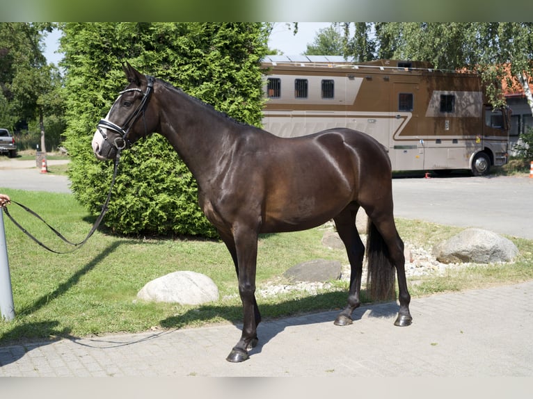 Oldenburg Castrone 4 Anni 163 cm Morello in Groß Kreutz