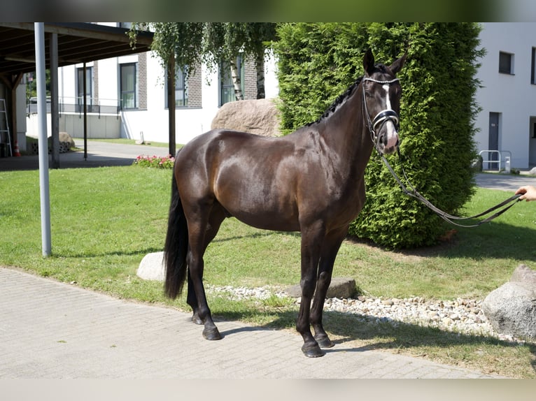 Oldenburg Castrone 4 Anni 163 cm Morello in Groß Kreutz