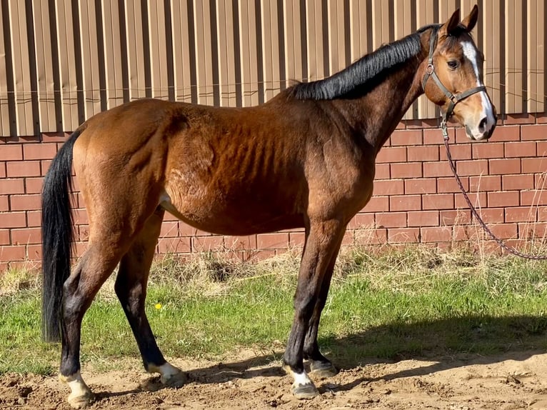 Oldenburg Castrone 4 Anni 164 cm Baio in Bassum