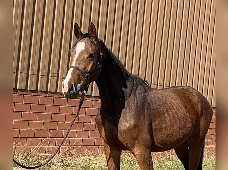 Oldenburg Castrone 4 Anni 164 cm Baio in Bassum