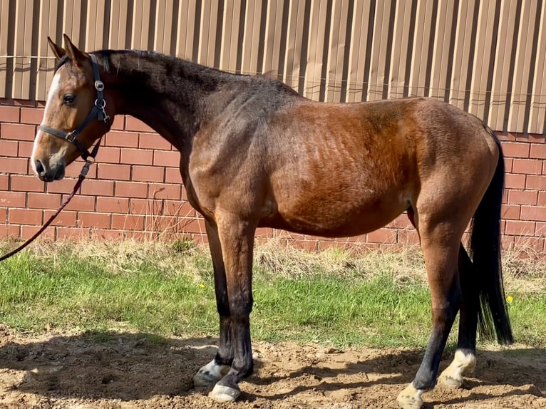 Oldenburg Castrone 4 Anni 164 cm Baio in Bassum