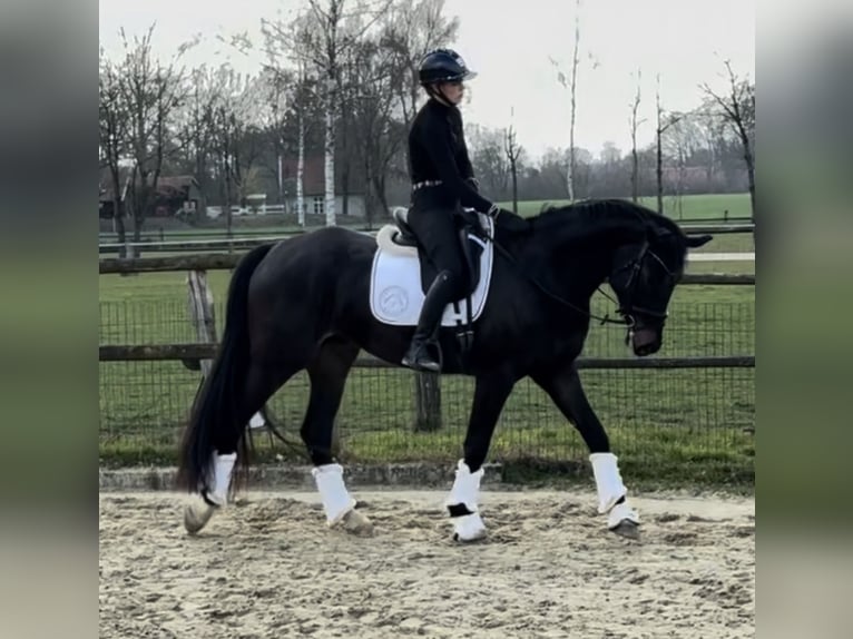 Oldenburg Castrone 4 Anni 164 cm Baio scuro in Coesfeld