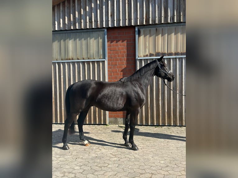 Oldenburg Castrone 4 Anni 164 cm Morello in Halle