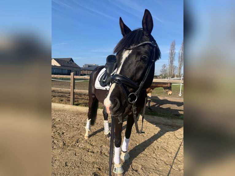 Oldenburg Castrone 4 Anni 164 cm Morello in Diepenbeek