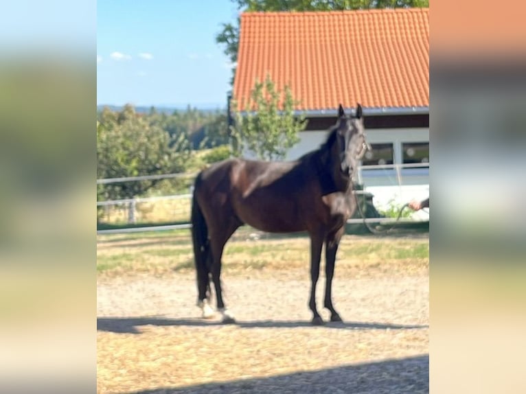 Oldenburg Castrone 4 Anni 164 cm Morello in Pfalzgrafenweiler