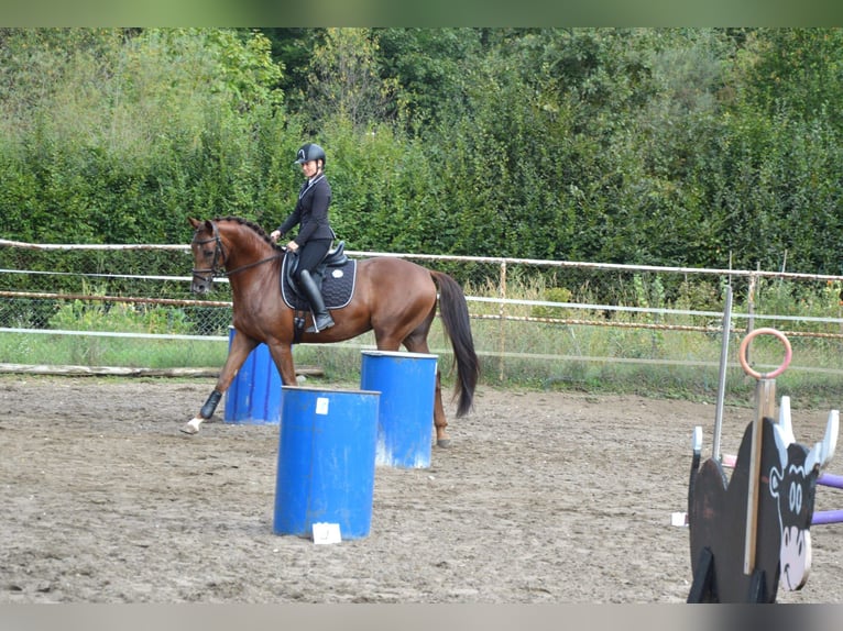 Oldenburg Castrone 4 Anni 164 cm Sauro in Milín