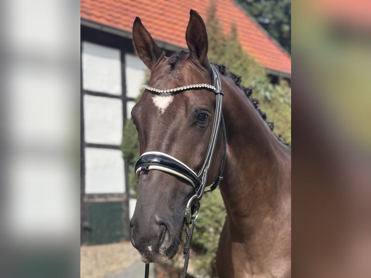 Oldenburg Castrone 4 Anni 164 cm Sauro scuro in Hagen am Teutoburger Wald
