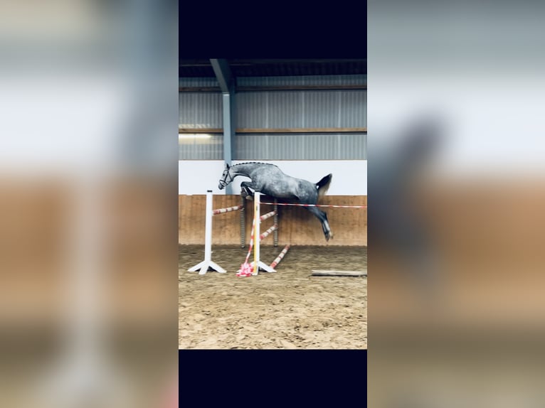 Oldenburg Castrone 4 Anni 165 cm Leardo in Bad Nenndorf