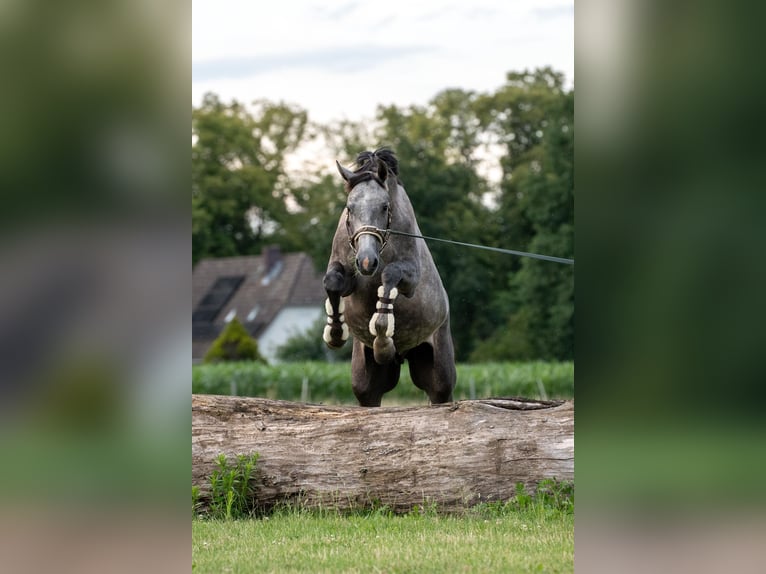 Oldenburg Castrone 4 Anni 165 cm Leardo in Bad Nenndorf