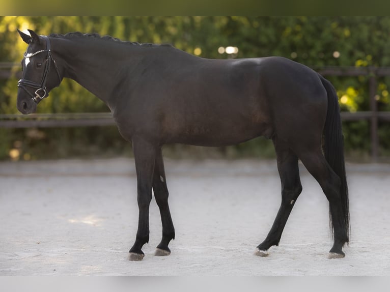 Oldenburg Castrone 4 Anni 165 cm Morello in Hungen