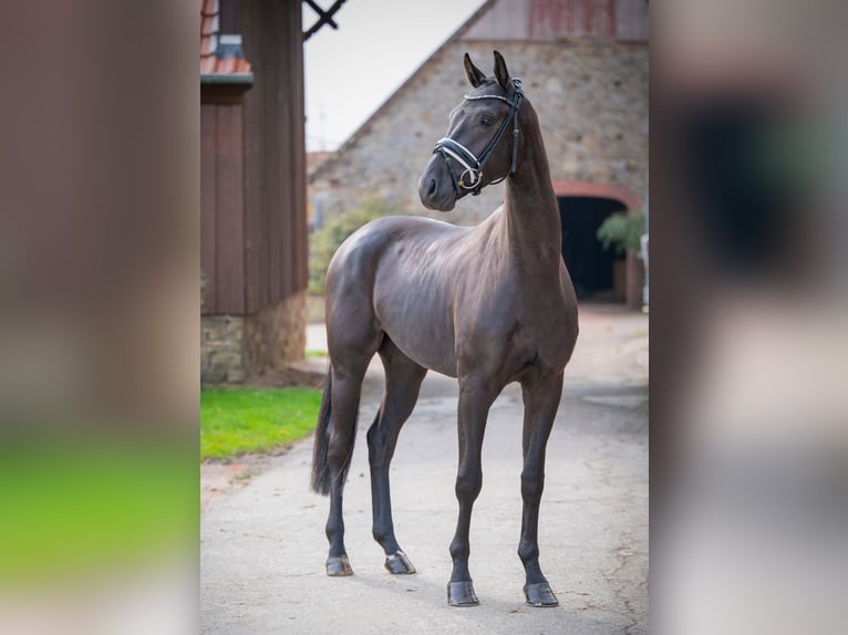 Oldenburg Castrone 4 Anni 165 cm Morello in Bramsche