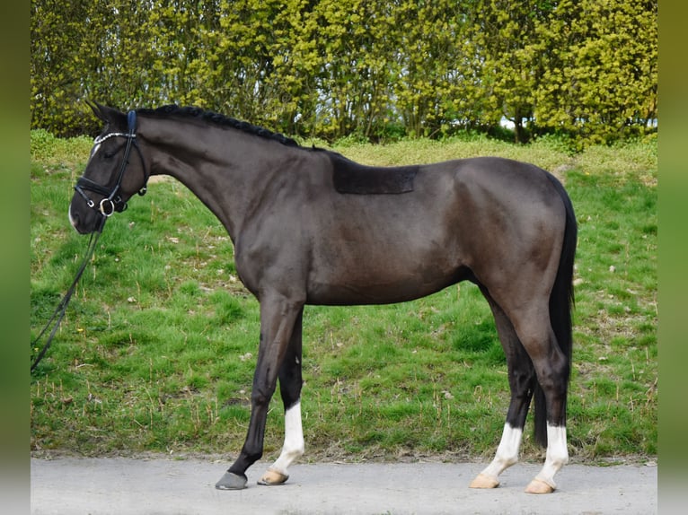 Oldenburg Castrone 4 Anni 165 cm Morello in Fürstenau