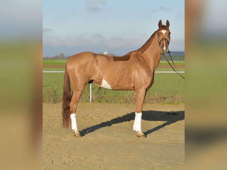 Oldenburg Castrone 4 Anni 165 cm Sauro in Geilenkirchen