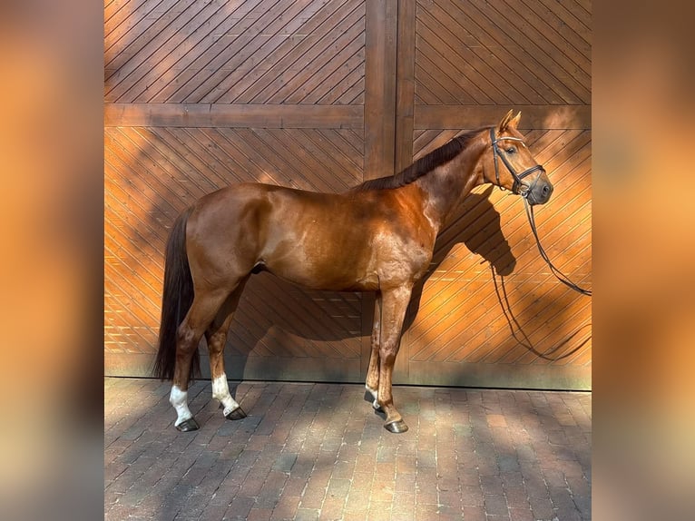 Oldenburg Castrone 4 Anni 165 cm Sauro in Lastrup