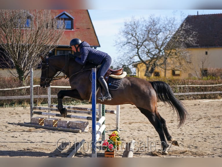 Oldenburg Castrone 4 Anni 166 cm Baio nero in Region Prag