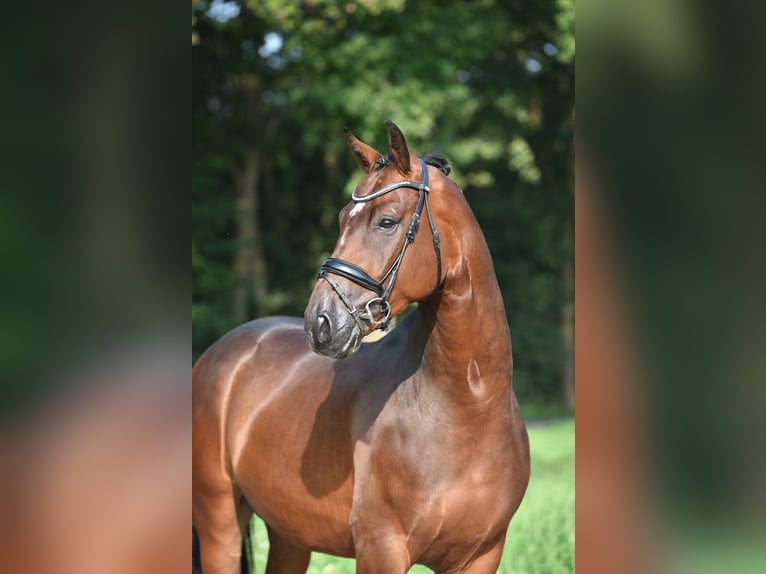 Oldenburg Castrone 4 Anni 166 cm Baio scuro in Lohne (Oldenburg)