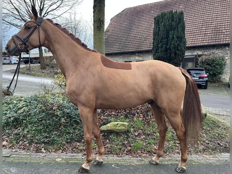 Oldenburg Castrone 4 Anni 166 cm Sauro in Bielefeld