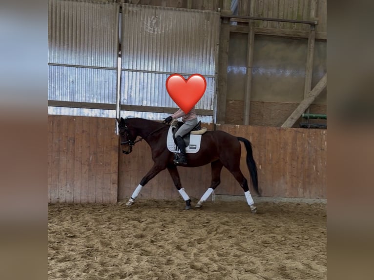 Oldenburg Castrone 4 Anni 167 cm Baio in Nohfelden