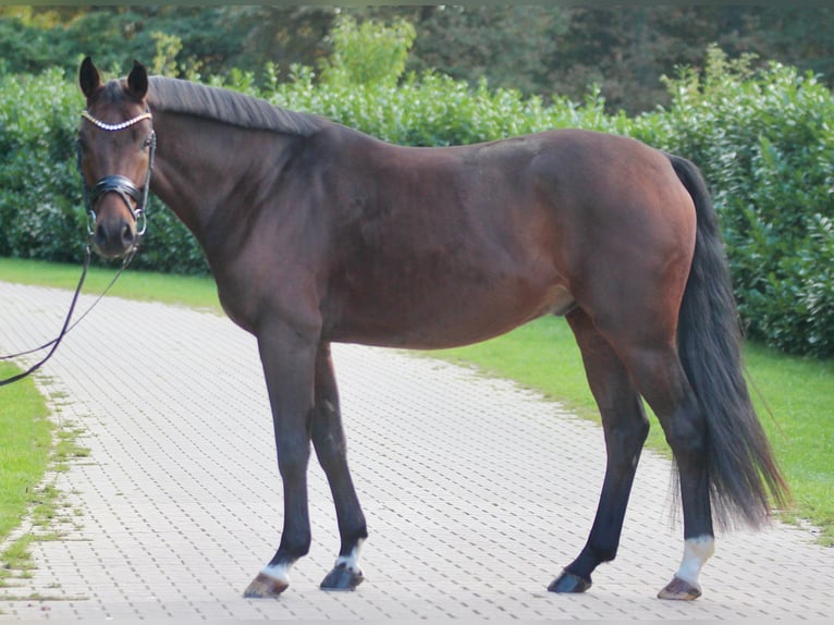 Oldenburg Castrone 4 Anni 167 cm Baio in Warendorf Oldenburg Castrone 4 Anni 167 cm Baio in Warendorf