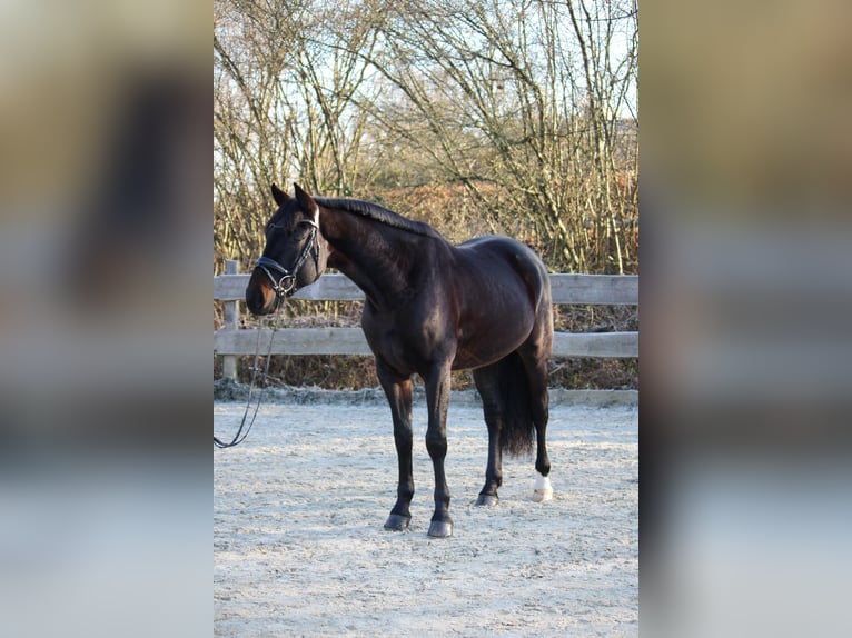 Oldenburg Castrone 4 Anni 167 cm Baio nero in Lautertal