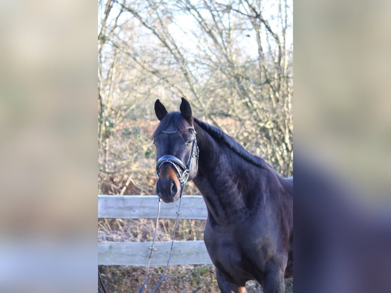 Oldenburg Castrone 4 Anni 167 cm Baio nero in Lautertal