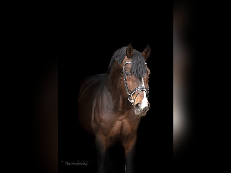 Oldenburg Castrone 4 Anni 167 cm Baio scuro in Walchum