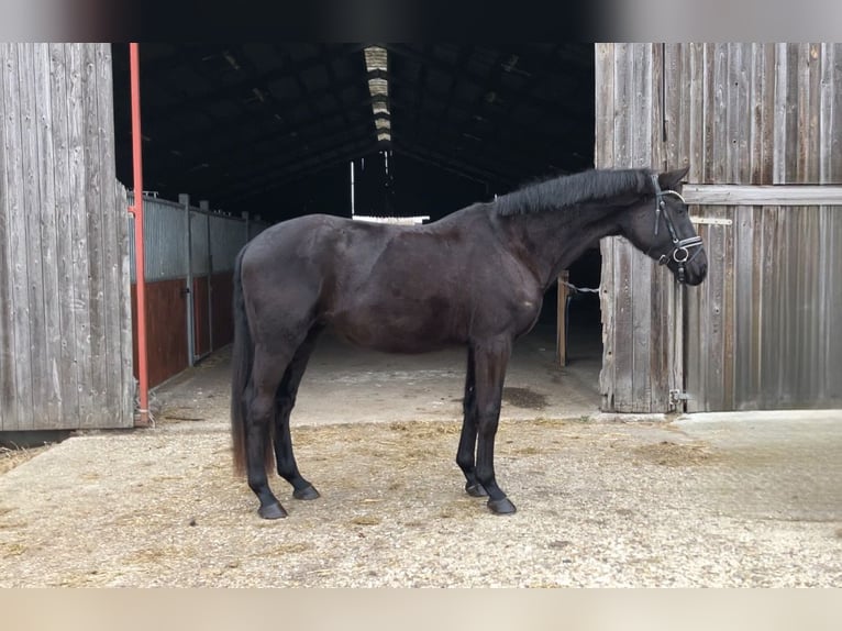 Oldenburg Castrone 4 Anni 167 cm Morello in Rochau