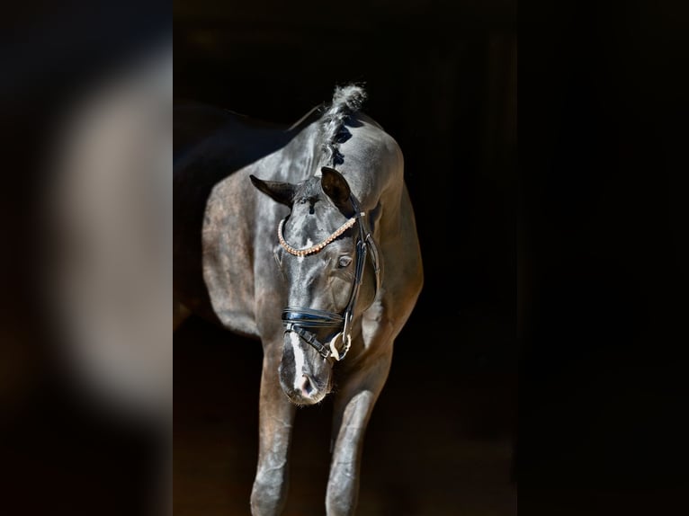 Oldenburg Castrone 4 Anni 167 cm Morello in D&#xF6;tlingen