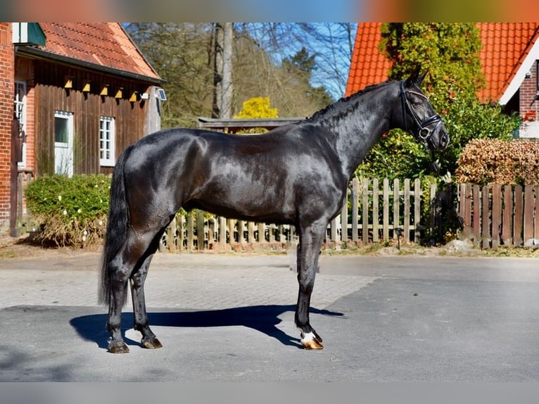 Oldenburg Castrone 4 Anni 167 cm Morello in D&#xF6;tlingen