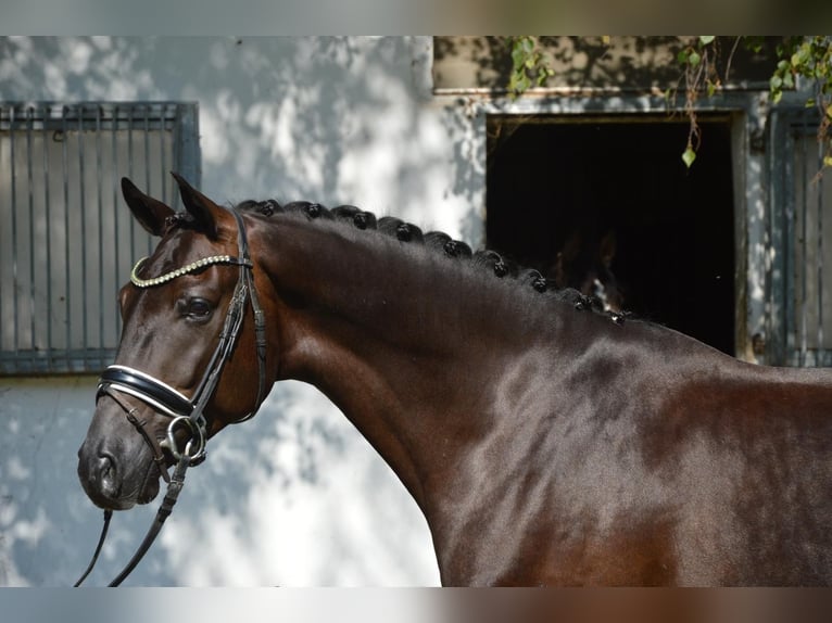 Oldenburg Castrone 4 Anni 167 cm Morello in Burgdorf