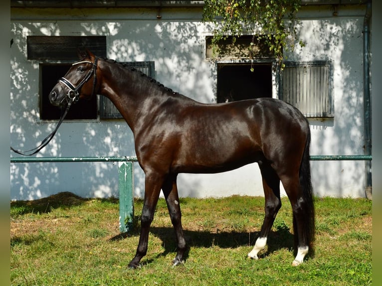 Oldenburg Castrone 4 Anni 167 cm Morello in Burgdorf